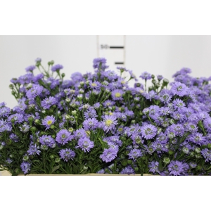 ASTER LILAS MAÇO