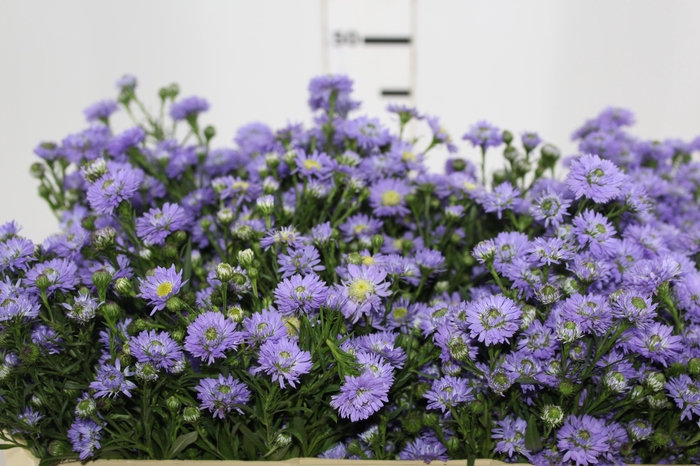 <h4>ASTER LILAS MAÇO</h4>