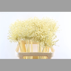 Allium Kbh Butter Geel