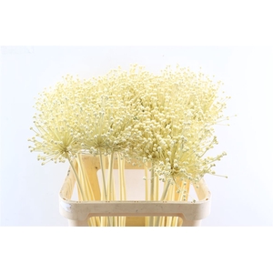 Allium Kbh Butter Geel