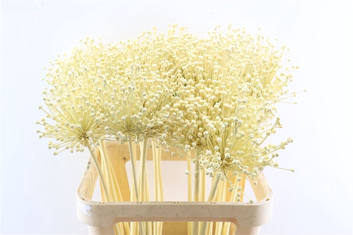 <h4>Allium Kbh Butter Geel</h4>