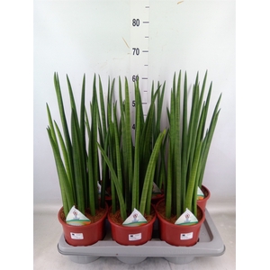Sansevieria   ...