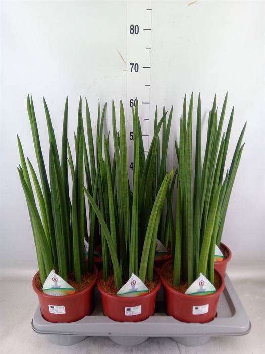 <h4>Sansevieria   ...</h4>