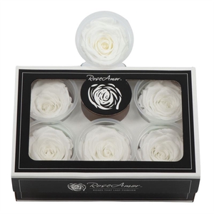 Rosa Preserved Xl Whi 01