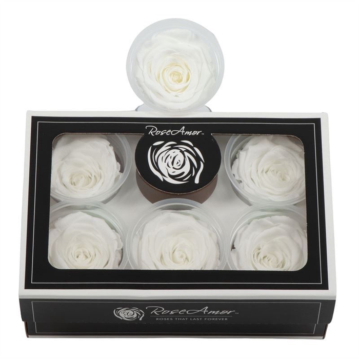 <h4>Rosa Preserved Xl Whi 01</h4>