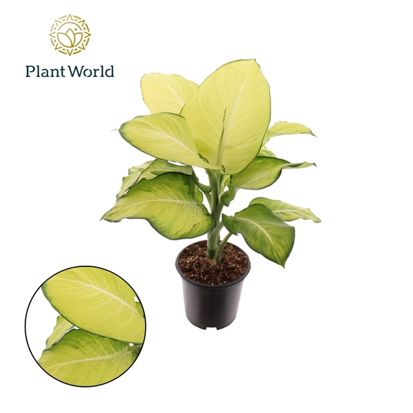 <h4>Dieffenbachia Tropic Marianne P19</h4>