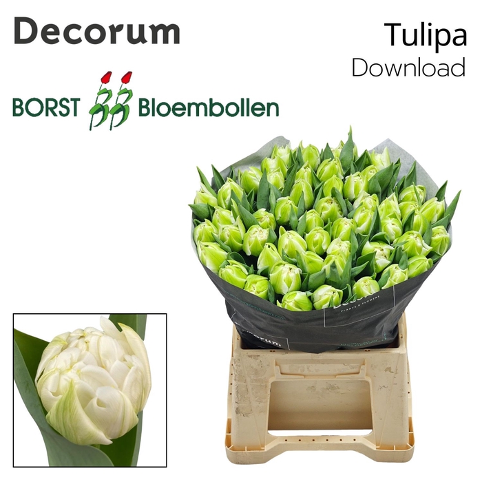 <h4>Tulipa Download</h4>