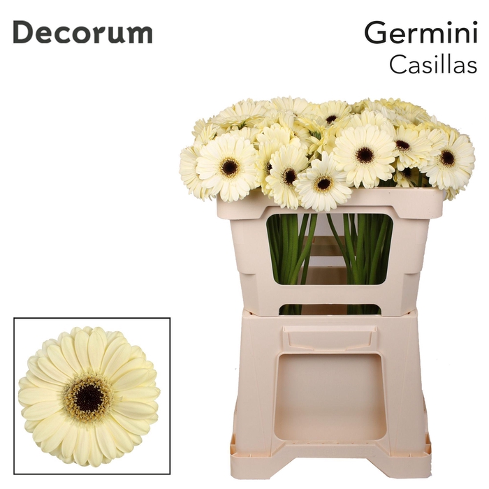 <h4>GE MI CASILLAS Emmer X80</h4>