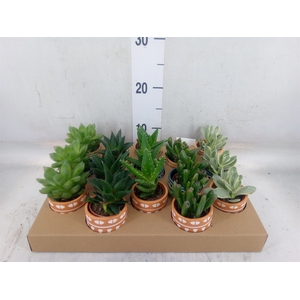 Succulents   ...