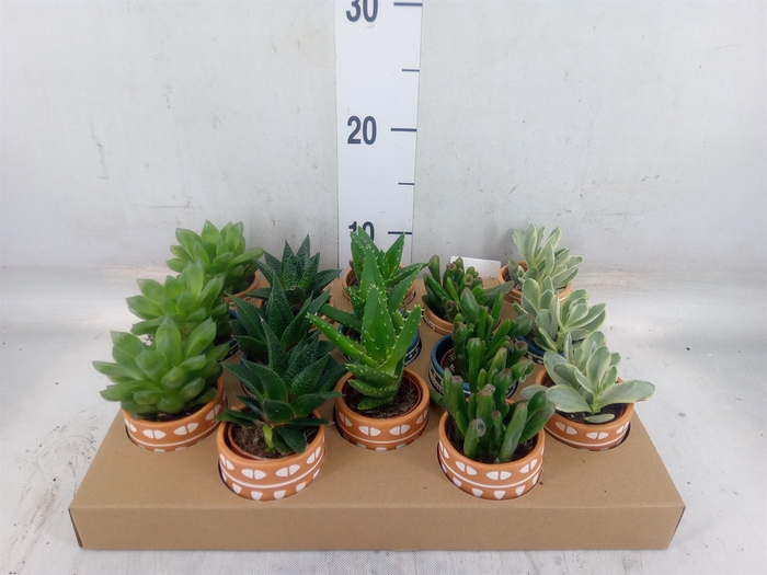 <h4>Succulents   ...</h4>