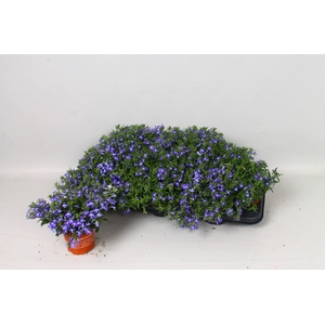 LOBE ER BAHARI BLUE