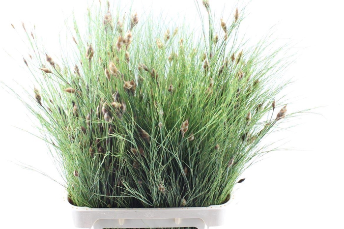 <h4>Bell Reed Naturel</h4>