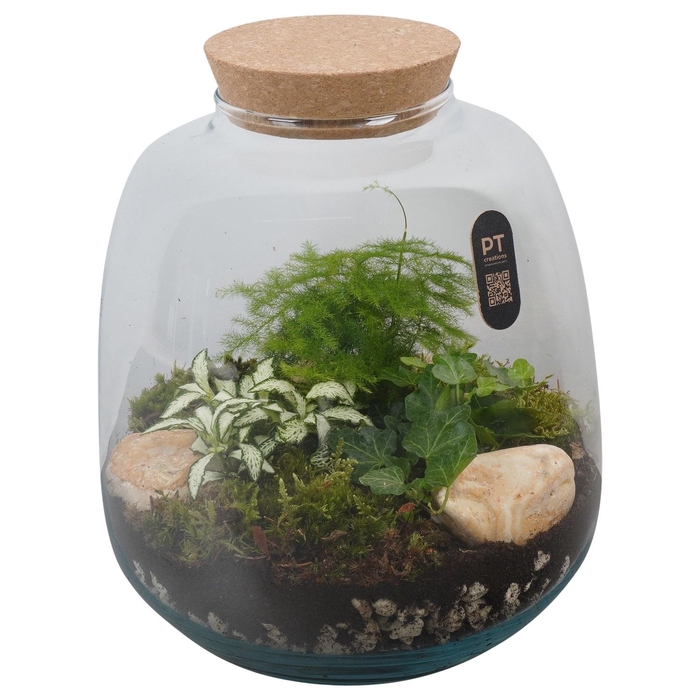 <h4>Arr.   Kamerplant Groen H%</h4>