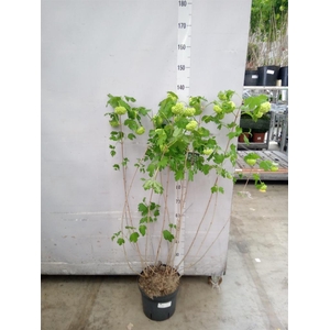 Viburnum opulus 'Roseum'