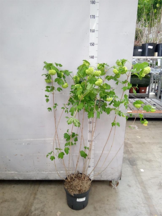 <h4>Viburnum opulus 'Roseum'</h4>