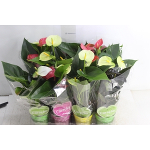 ANTHURIUM VARIADO P09
