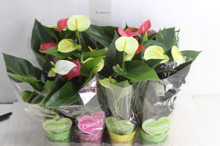 ANTHURIUM VARIADO P09