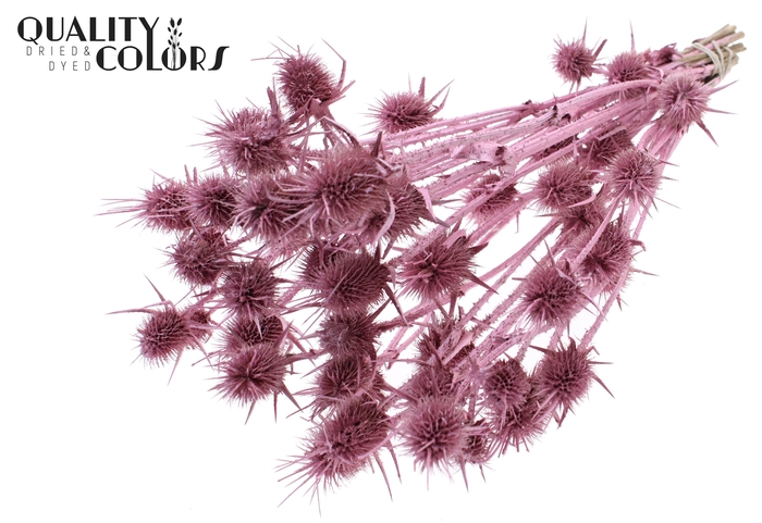 <h4>Cardi Distel 10pc/bunch 55cm Pearl Pink</h4>