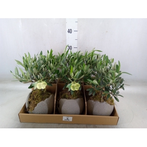 Arr.   Tuinplanten L%
