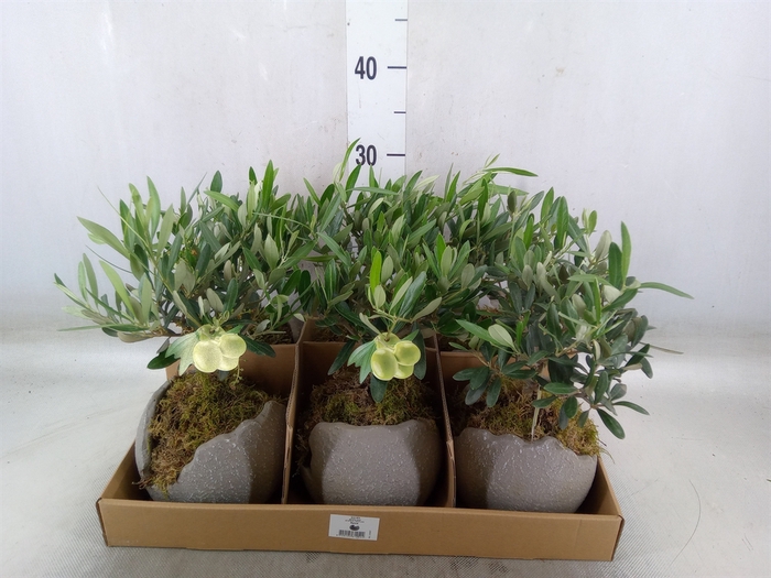 <h4>Arr.   Tuinplanten L%</h4>