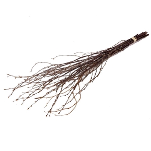 Birch 75cm 5pc Natural