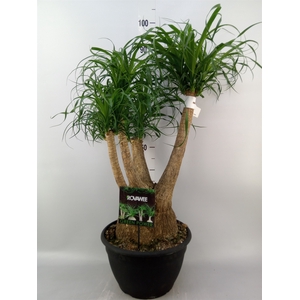 Beaucarnea recurvata