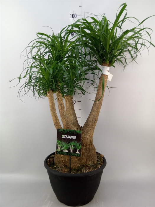 <h4>Beaucarnea recurvata</h4>