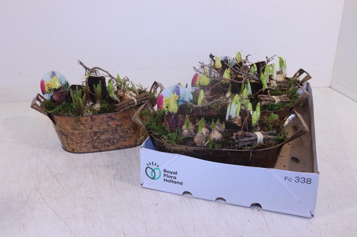 <h4>ARR BOL KNOLGEWAS</h4>