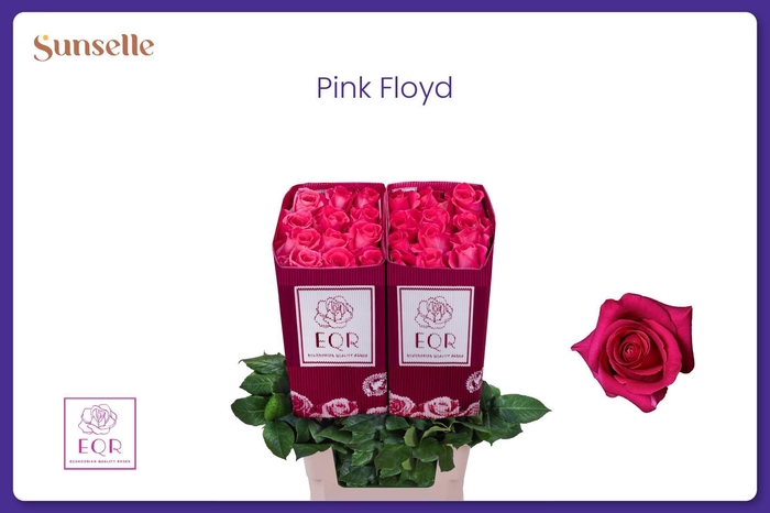 <h4>R GR PINK FLOYD!</h4>