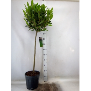 Laurus nobilis