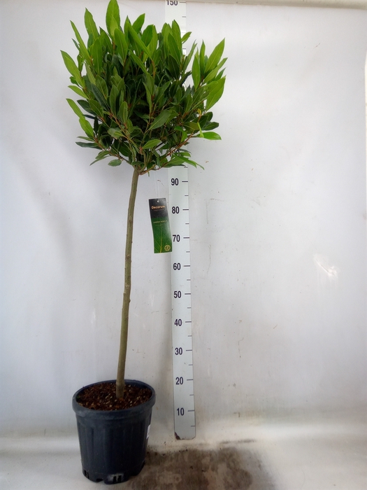 <h4>Laurus nobilis</h4>