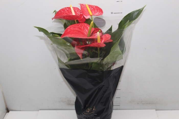 <h4>ANTHURIUM MICHIGAN P17 PREMIUM</h4>