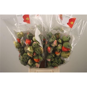 Papaver Mix Super Per Stem