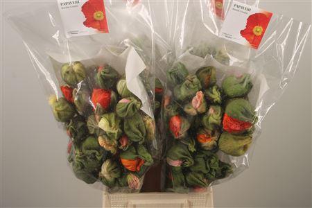 <h4>Papaver Mix Super Per Stem</h4>