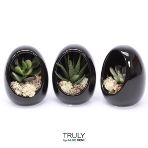 TRULY Succulent, Egg Black