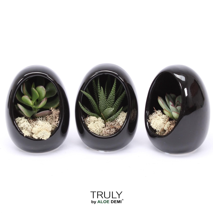 <h4>TRULY Succulent, Egg Black</h4>