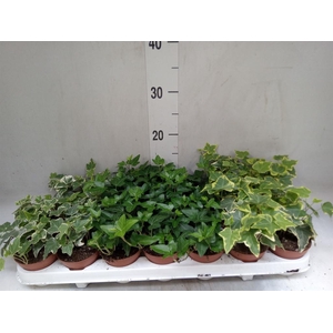Hedera   ...mix