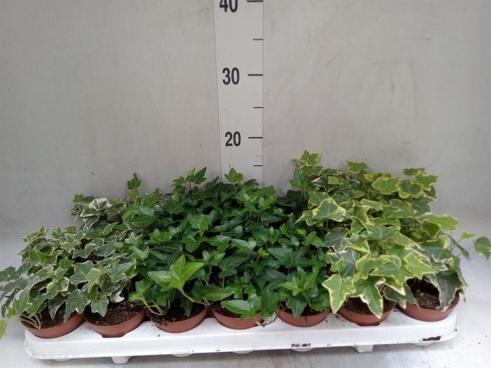 <h4>Hedera   ...mix</h4>