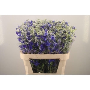 Delph En Volkerfrieden