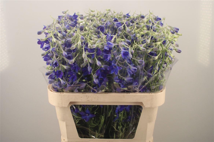 <h4>Delph En Volkerfrieden</h4>