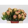 Protea Grandicolor