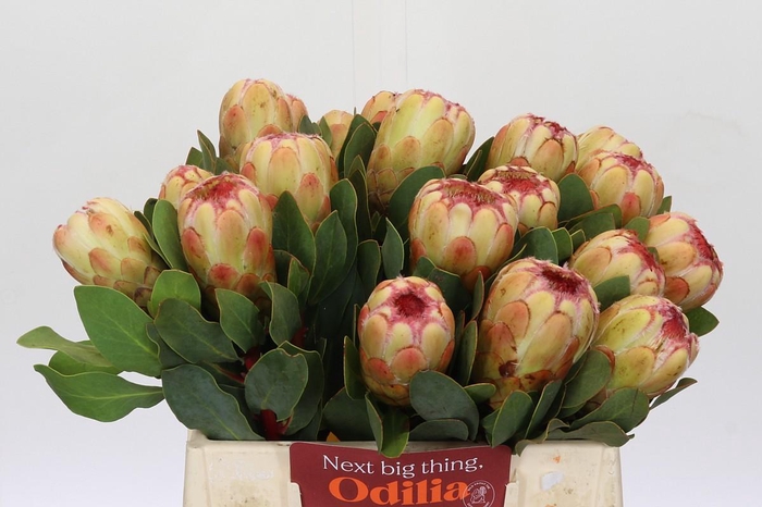 <h4>Protea Grandicolor</h4>