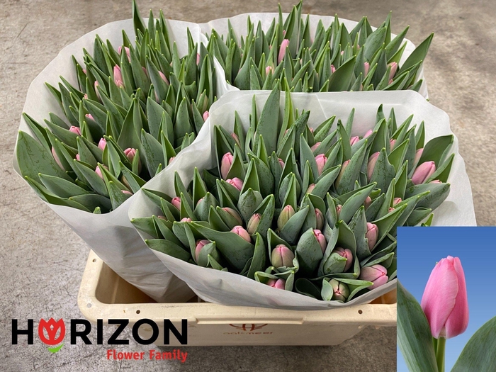 <h4>TU EN TRESOR</h4>