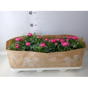 Ranunculus  'Sprinkles Pink'