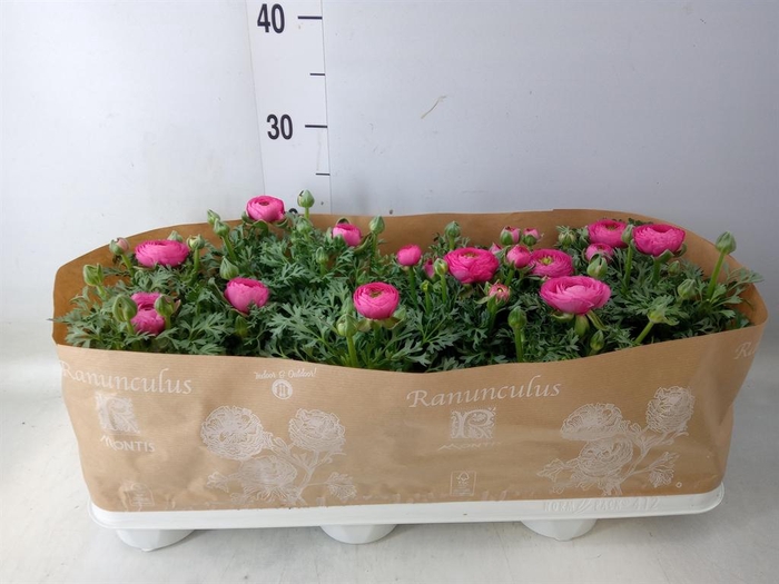 <h4>Ranunculus  'Sprinkles Pink'</h4>