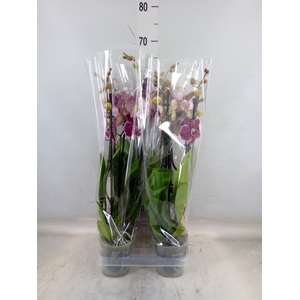 Phalaenopsis  'Eduction'