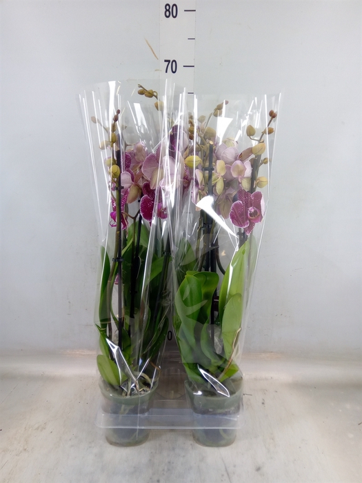 <h4>Phalaenopsis  'Eduction'</h4>