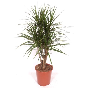 Dracaena marginata