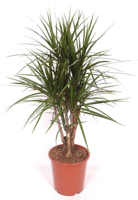 <h4>Dracaena marginata</h4>