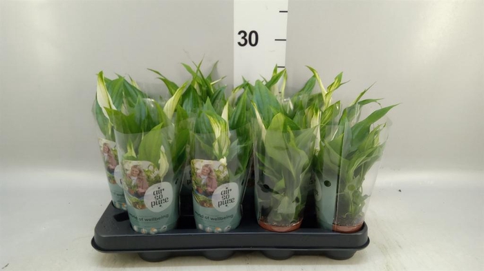<h4>Spathiphyllum  'Pearl Cupido'</h4>